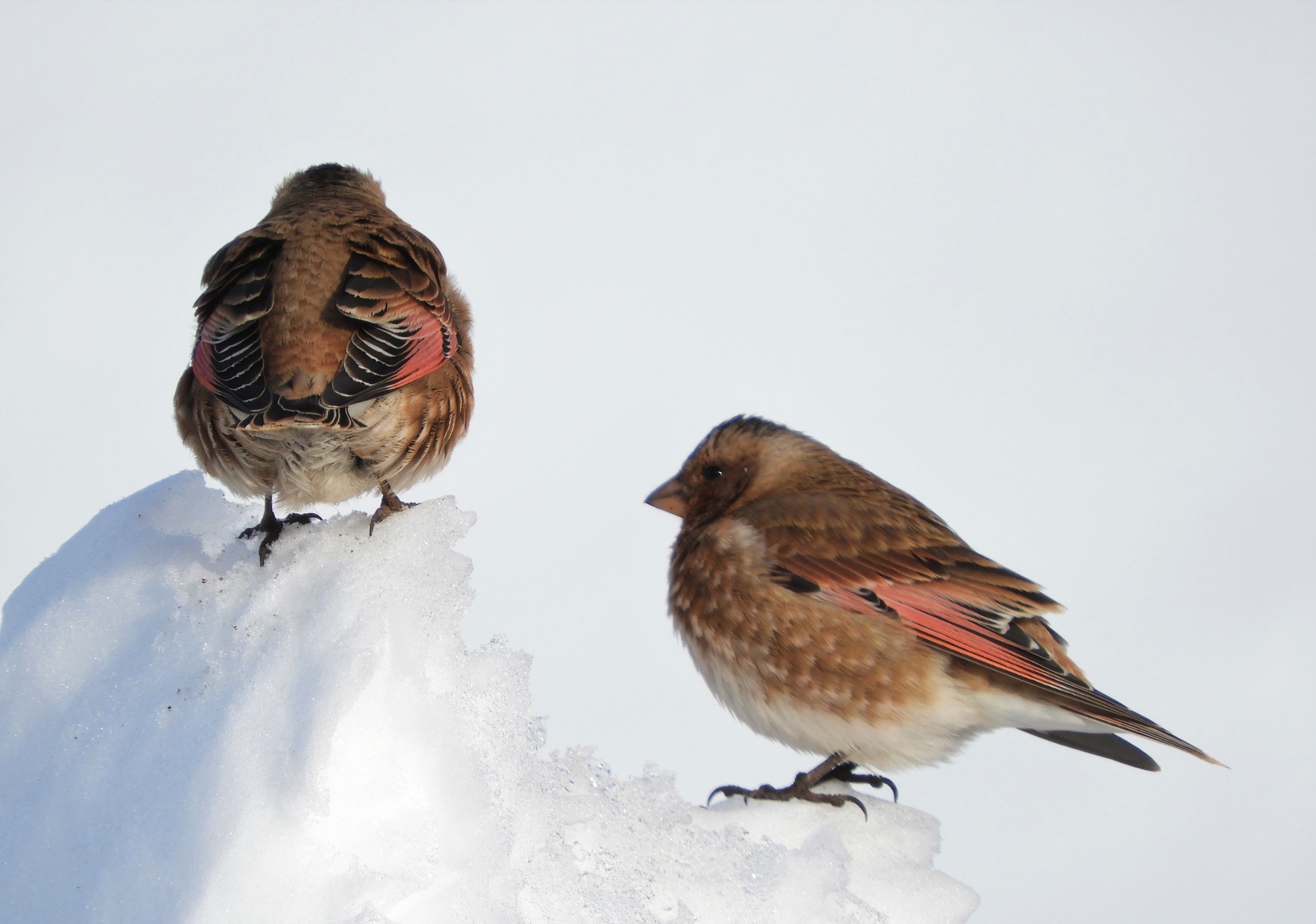 Atlasbergvink